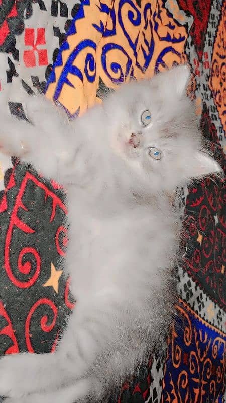 Persian kittens for sale 1