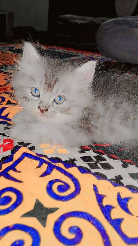 Persian kittens for sale 2