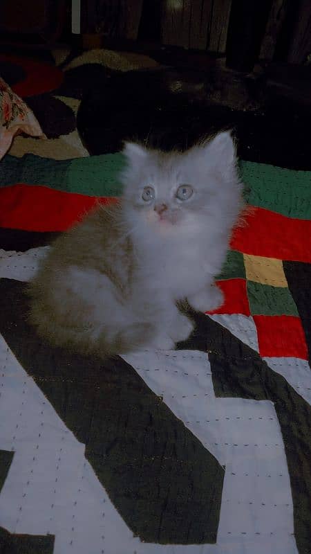 Persian kittens for sale 3