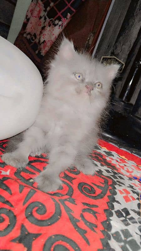 Persian kittens for sale 4