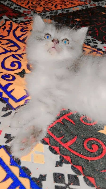 Persian kittens for sale 5