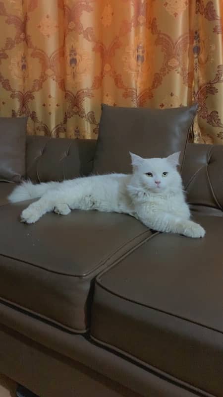 Male Cat available for Mating/cross 1