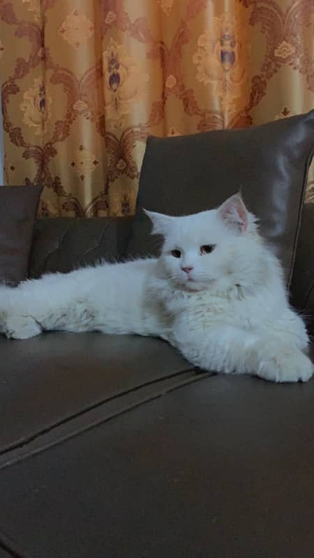 Male Cat available for Mating/cross 2