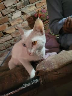 special cat for sale 03073757176