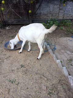 4 Months Pregnant Rajan Pori Goat For Sale