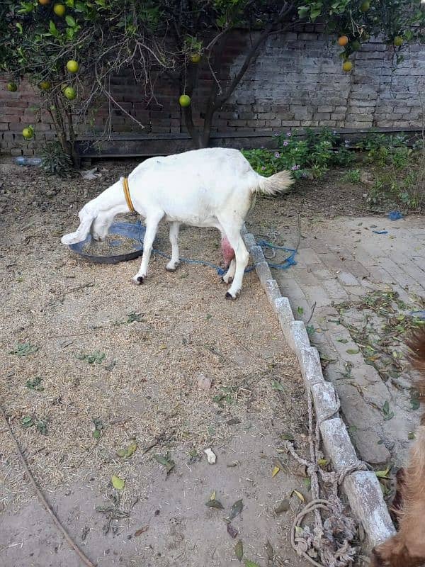 4 Months Pregnant Rajan Pori Goat For Sale 1