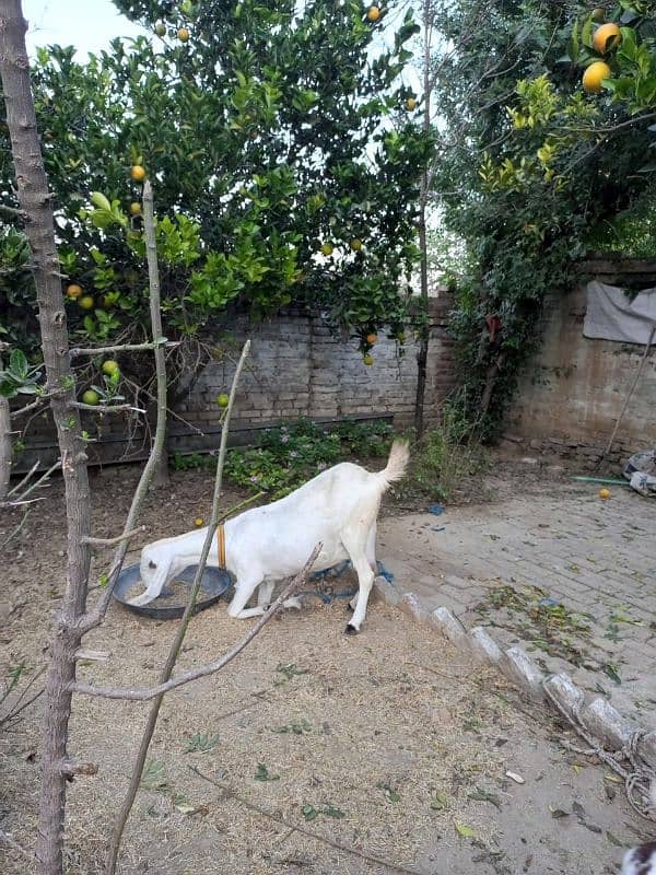 4 Months Pregnant Rajan Pori Goat For Sale 2