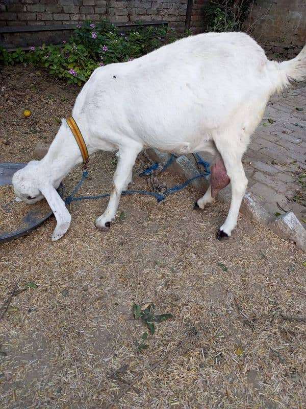 4 Months Pregnant Rajan Pori Goat For Sale 3