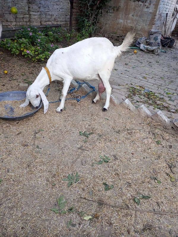 4 Months Pregnant Rajan Pori Goat For Sale 4