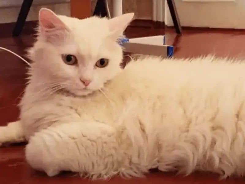 white Turkish angora 0