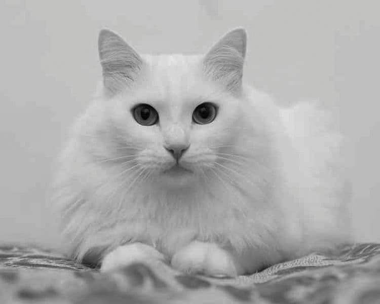 white Turkish angora 1