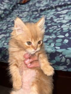 Triple coat persian kitten