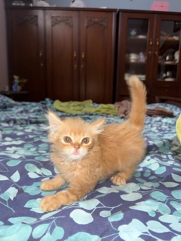 Triple coat persian kitten 6