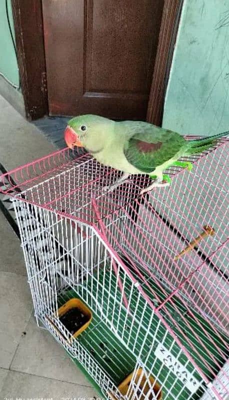 tamed raw parrot 0