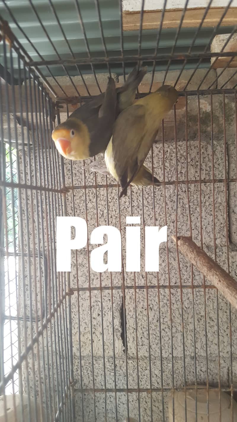 Lovebirds for sale 3