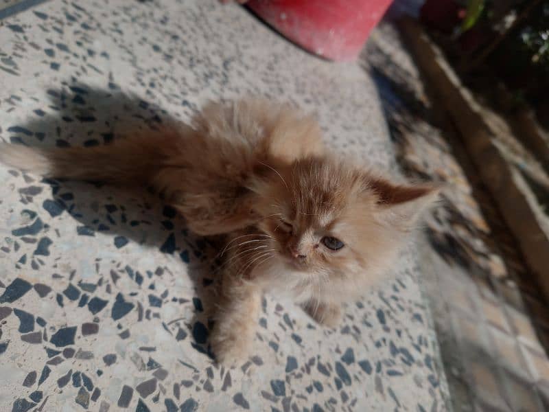 triple coated persian kitten 2