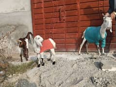 3 goats for sale