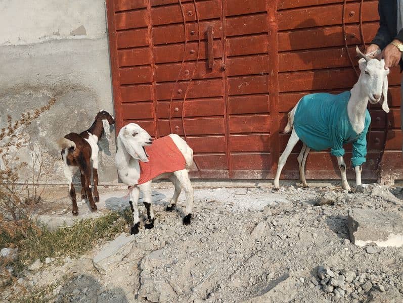 3 goats for sale 0