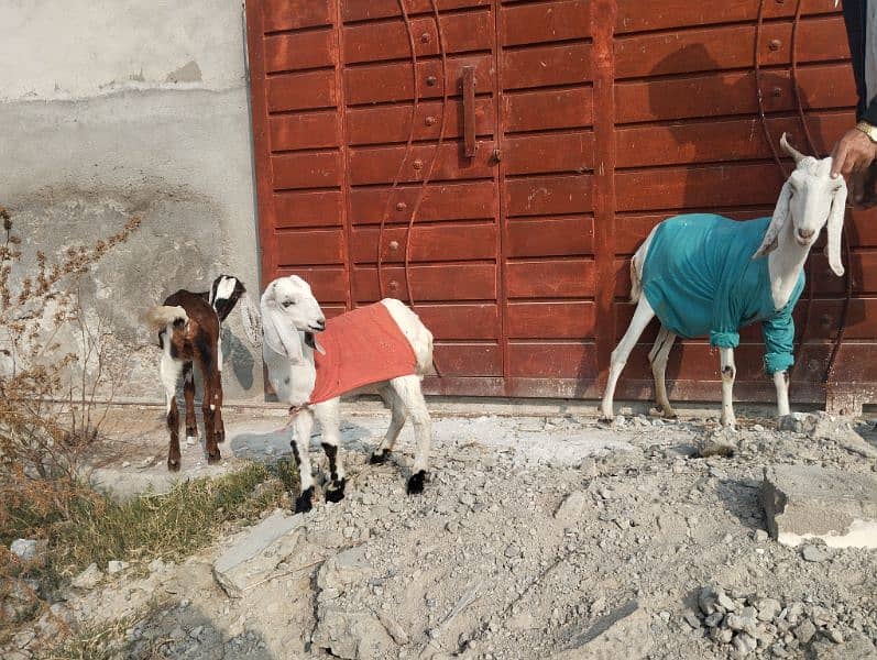 3 goats for sale 1