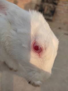 rabbits for sale Red eyes