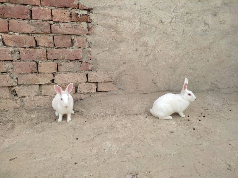 rabbits for sale Red eyes 4