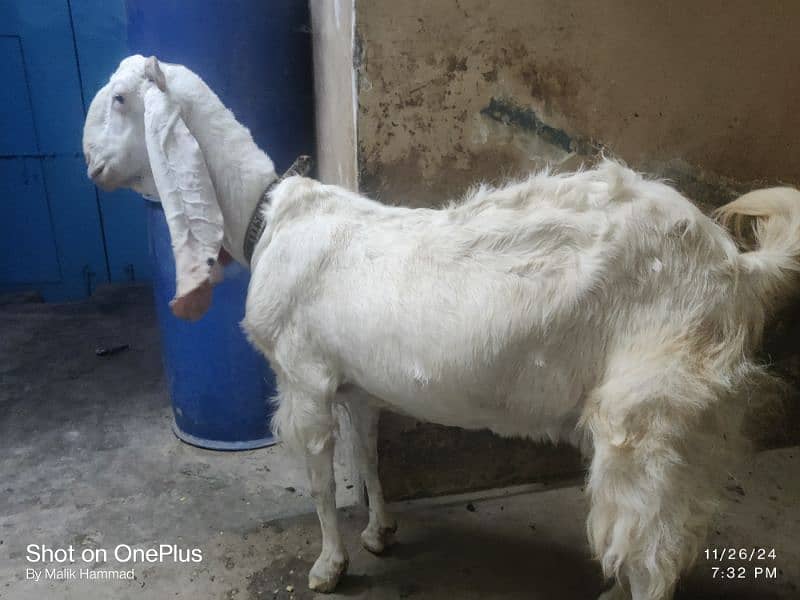 Goat with kids 0