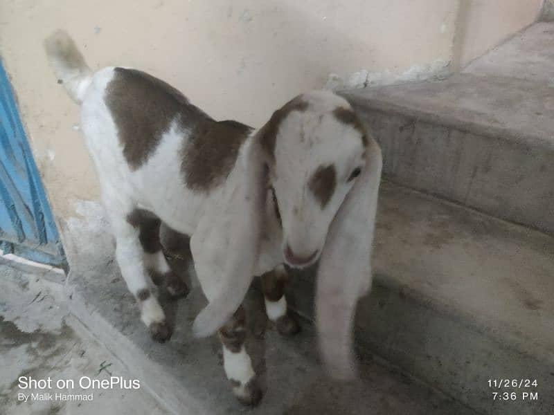 Goat with kids 5