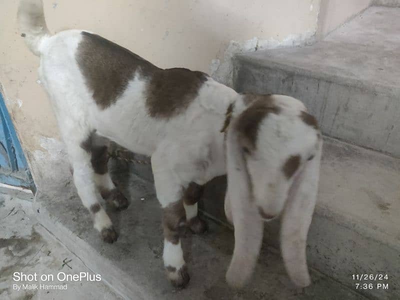 Goat with kids 6