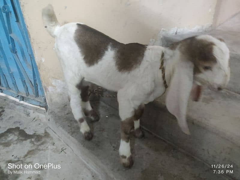 Goat with kids 7