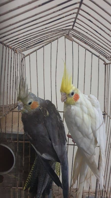 Cocktail (cockatiel) Breeder pair gray and white 0