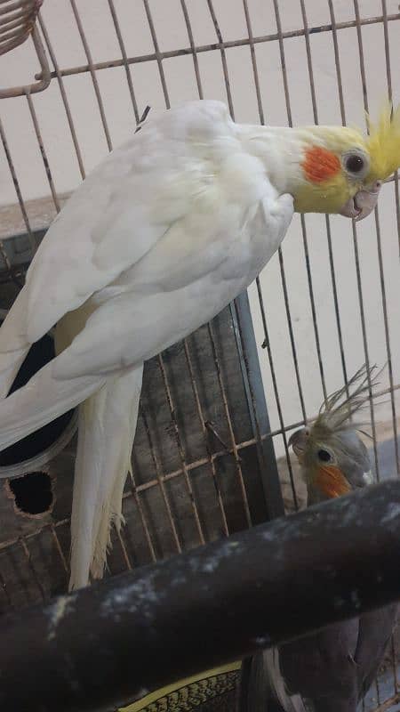 Cocktail (cockatiel) Breeder pair gray and white 2