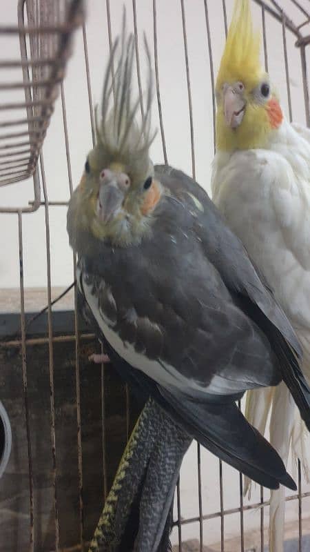 Cocktail (cockatiel) Breeder pair gray and white 3