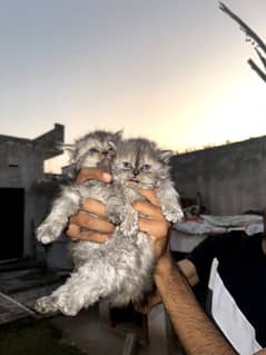 Persian Cats Extreme Quality . . . . All kittens have good nature. . .