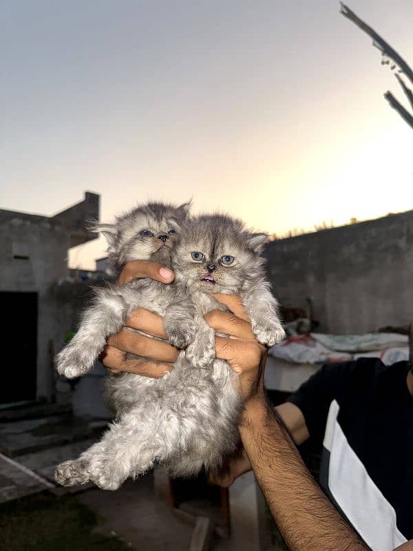 Persian Cats Extreme Quality . . . . All kittens have good nature. . . 0