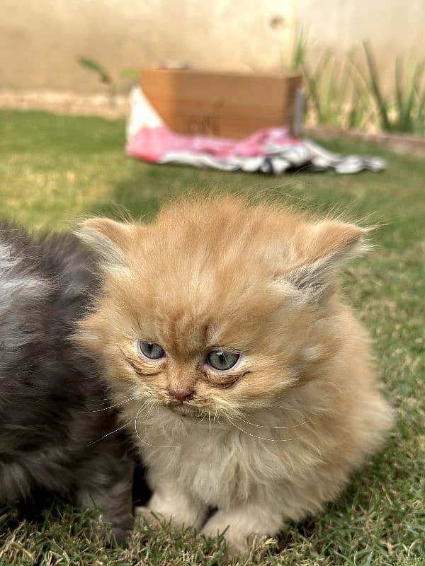 Persian Cats Extreme Quality . . . . All kittens have good nature. . . 1