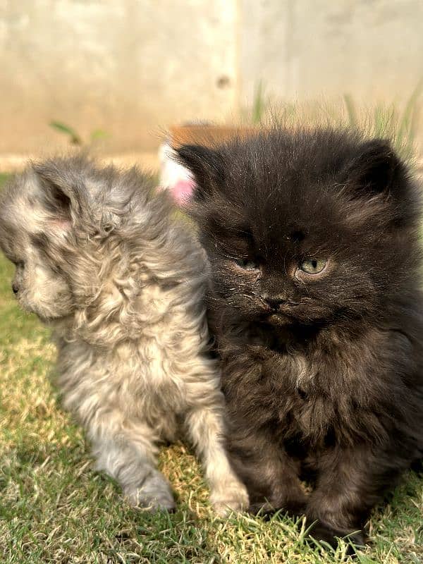 Persian Cats Extreme Quality . . . . All kittens have good nature. . . 2