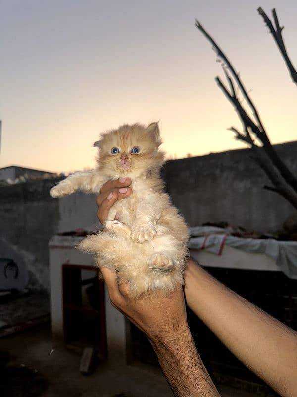 Persian Cats Extreme Quality . . . . All kittens have good nature. . . 4