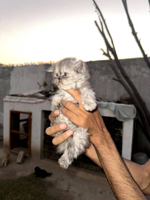 Persian Cats Extreme Quality . . . . All kittens have good nature. . . 5