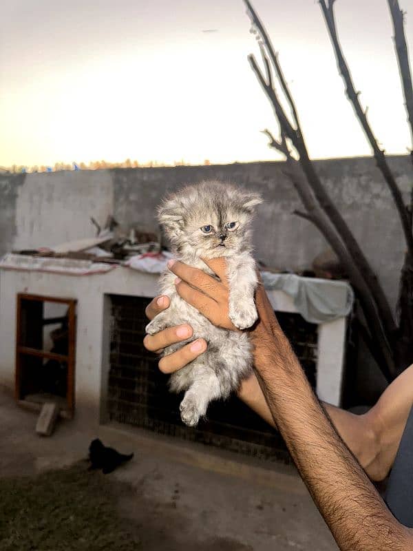 Persian Cats Extreme Quality . . . . All kittens have good nature. . . 8