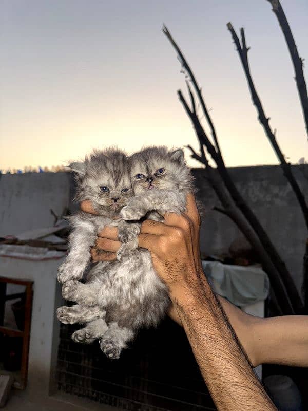 Persian Cats Extreme Quality . . . . All kittens have good nature. . . 9