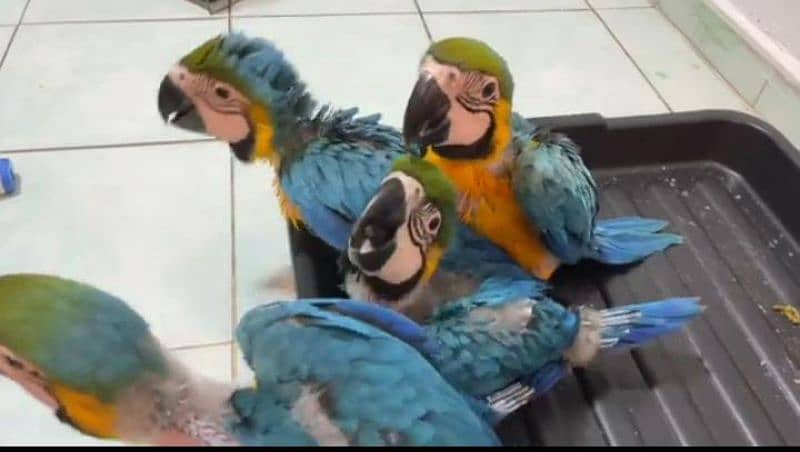 blue macaw chicks healthy active 03290972198 1