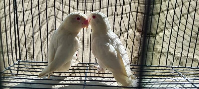 Albino red eyes pathy age 04 months 1