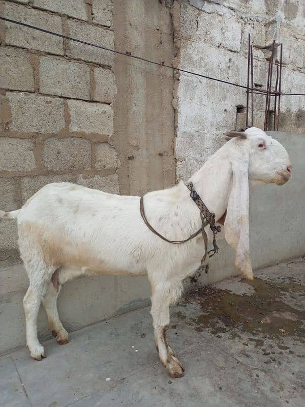 gulabi bakri fore sale gabban 0