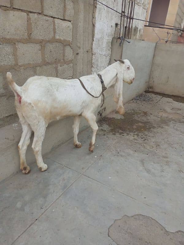 gulabi bakri fore sale gabban 1