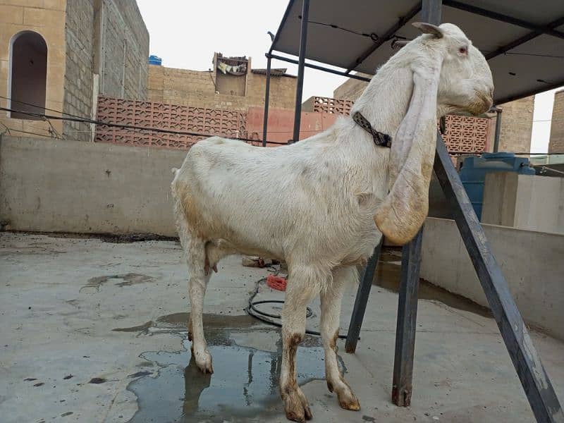 gulabi bakri fore sale gabban 2