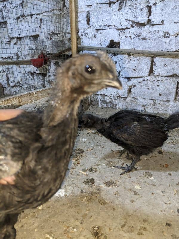 ayam cemani gray tang 03096305385 0