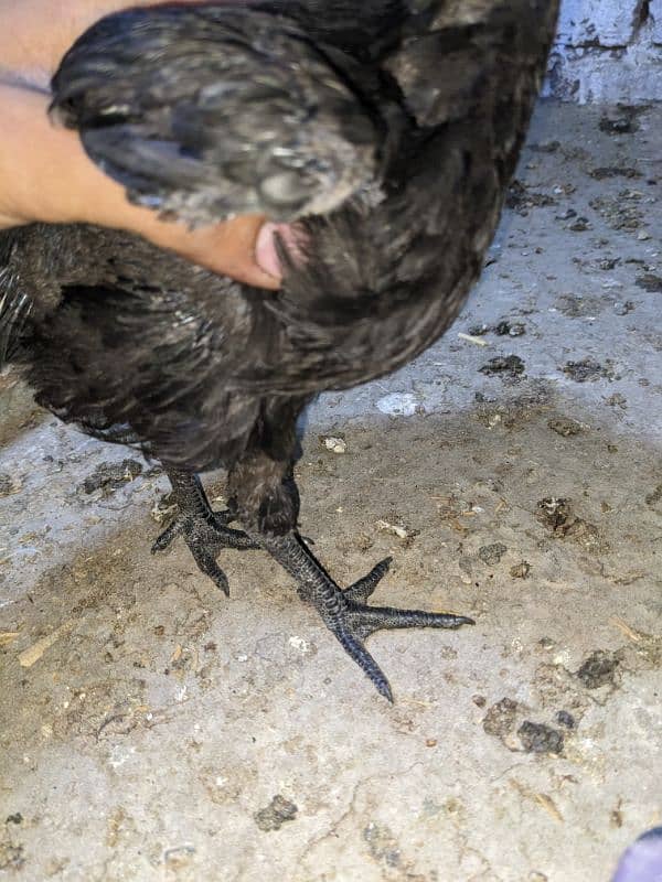 ayam cemani gray tang 03096305385 2