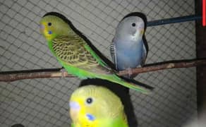 Australian parrot 03091493070