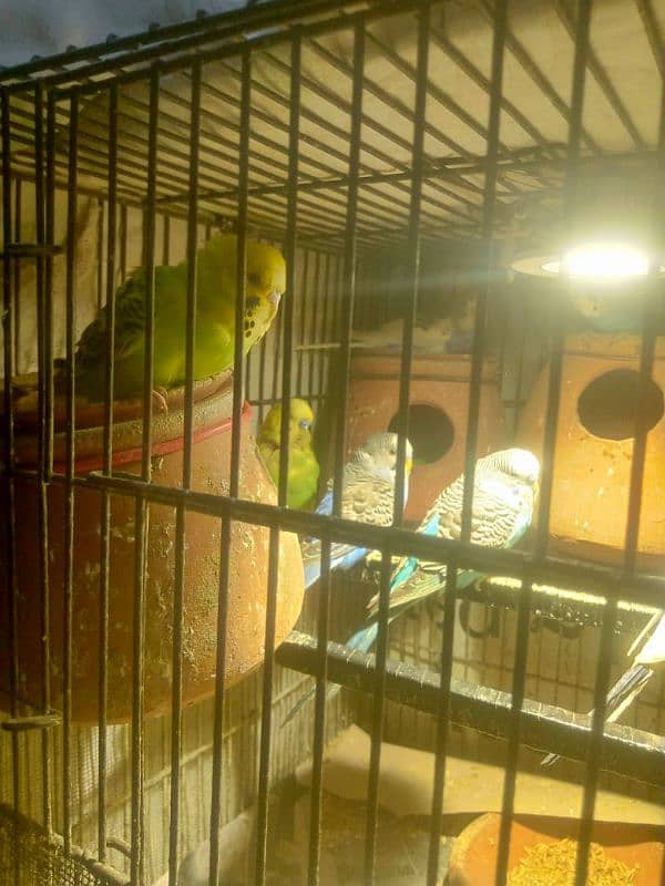 Australian parrot 03091493070 1