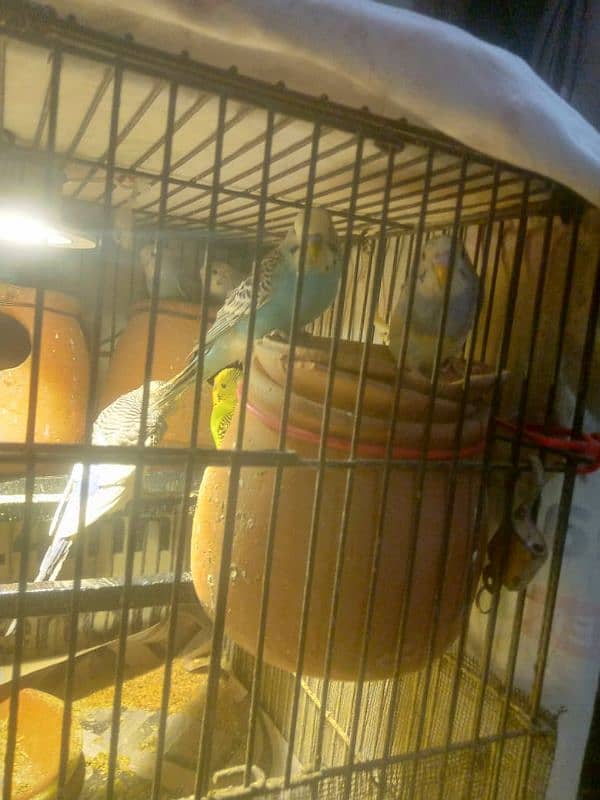 Australian parrot 03091493070 2